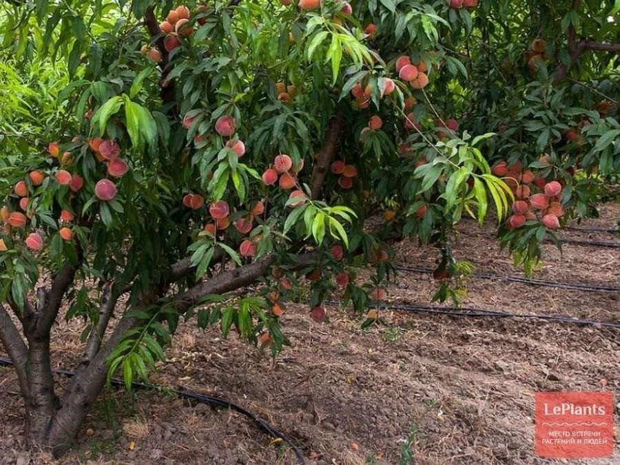  Prunus persica, широко известная как персиковое дерево, - еще один широко культивируемый вид. Известное своими сладкими мясистыми плодами, это растение является неотъемлемой частью многих фруктовых десертов и напитков. Персики также являются источником важных питательных веществ, таких как витамины А и С. Как и яблоням, персиковым деревьям для оптимального плодоношения требуется совместимый опылитель.