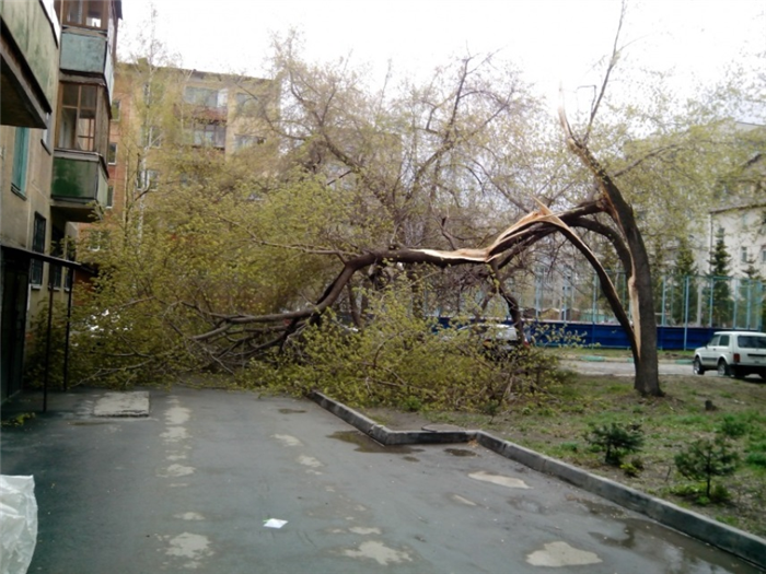 Можно ли спилить дерево самостоятельно на территории дома