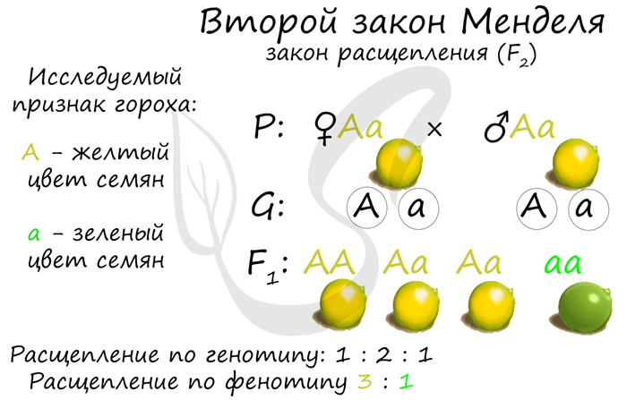 Основные положения теории наследственности Менделя