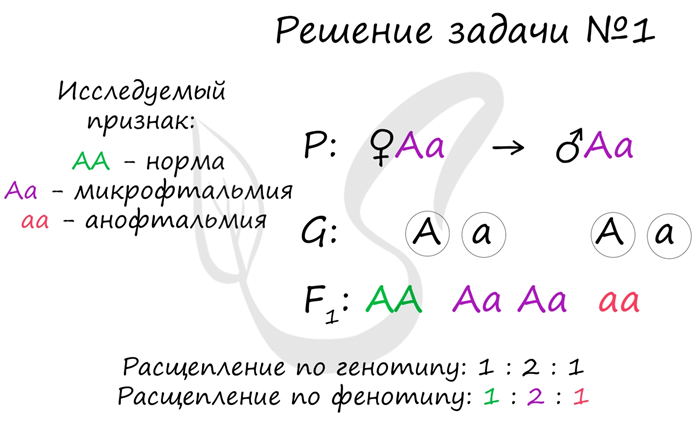 § 33. Дигибридное скрещивание. Третий закон Менделя