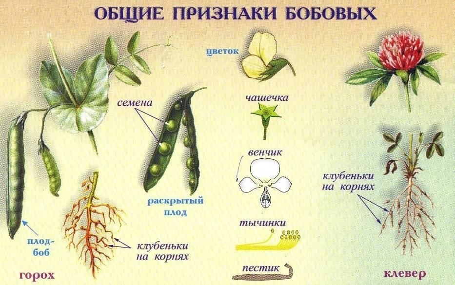 Как и в семействе роз, в семействе бобовых и гороховых есть представители как декоративные, так и функциональные. Некоторые растения, например красный клевер, используются для озеленения, а другие, такие как соя, являются неотъемлемой частью мирового сельского хозяйства и производства продуктов питания. Растения этого семейства также склонны к образованию плодов в виде стручков, содержащих множество семян, каждое из которых при соответствующих условиях может дать начало новому растению.