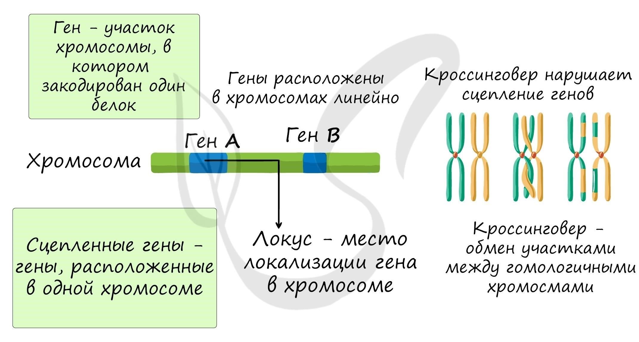 Хромосомные структуры, участвующие в рекомбинации, а именно хромосомы и соответствующие им локусы, служат основой для генетических вариаций, наблюдаемых в разных поколениях. Перестановка аллелей приводит к тому, что ни у одного человека, за исключением однояйцевых близнецов, нет абсолютно одинакового генетического набора. Влияние рекомбинации на генофонд особенно важно в контексте мутационных событий. Мутации, возникающие естественным образом или под воздействием факторов окружающей среды, могут привносить в популяцию новые аллели, еще больше увеличивая изменчивость организмов.
